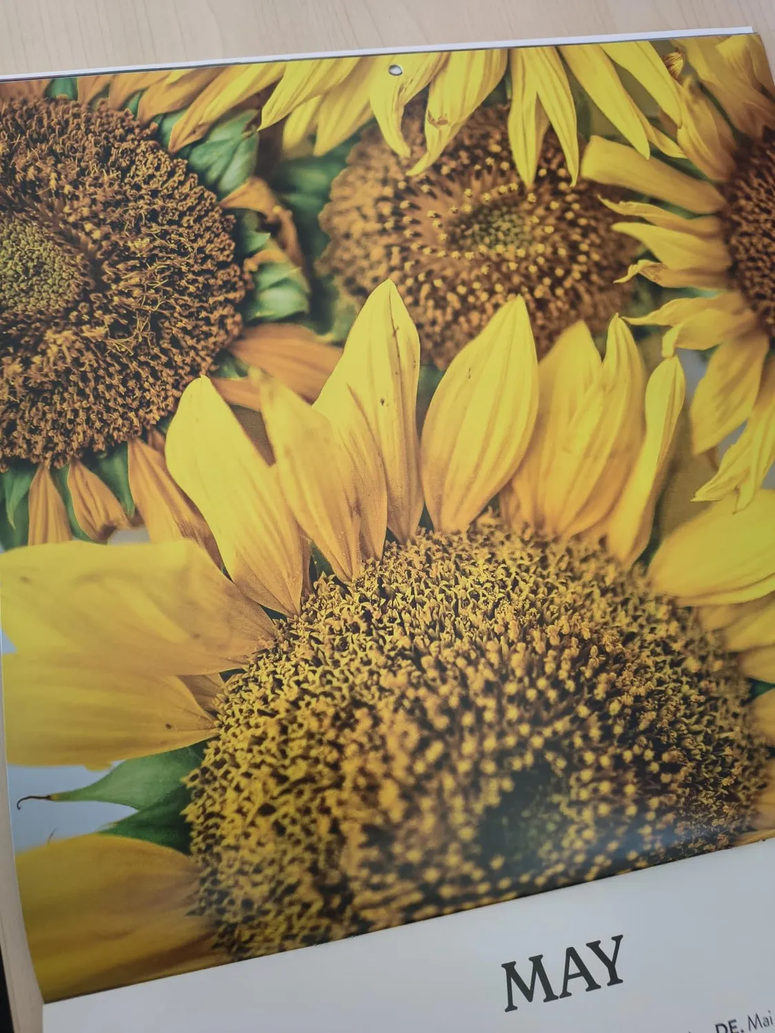 Erik Sleepless Garden Tischkalender 2027