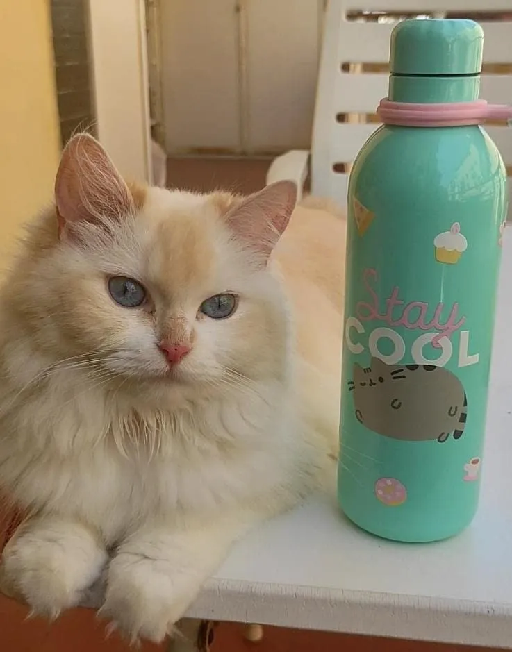 Erik Pusheen Foodie Collection Trinkflasche Edelstahl 500ml